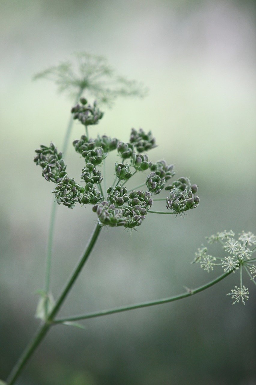 parsley-428720_1280