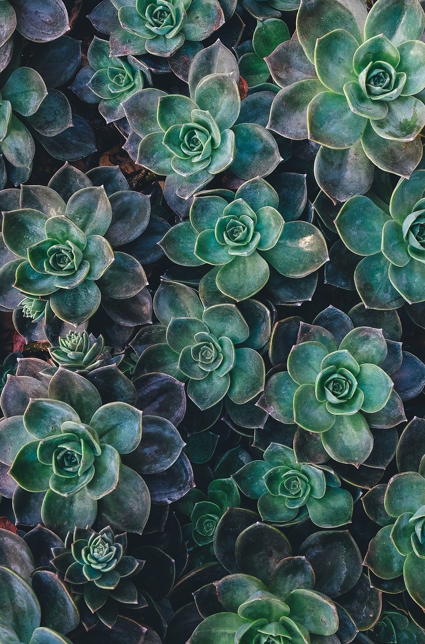 succulent-1031033_1280